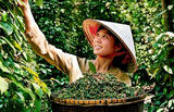 Vietnam's Pepper