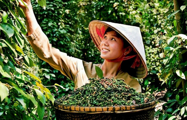 Vietnam's Pepper
